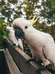 White Cockatoo. Parrot. Australia.