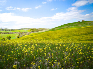 Fototapeta premium Tuscany landscape