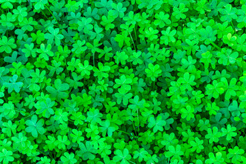 spring green natural background of fresh trefoil grass, young green shamrock close up for concept...