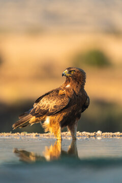 Amazing Booted Eagle, Vertical Portrait 
