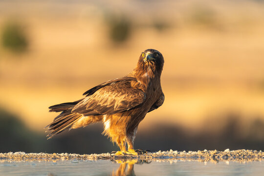 Booted Eagle (Hieraaetus Pennatus) On A Hot Day In Badlands  