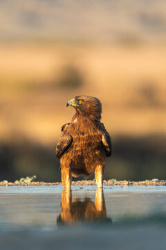 Booted Eagle Cools Off On A Hot Day  