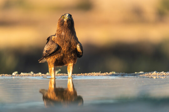 Booted Eagle Cools Off On A Water Hole  