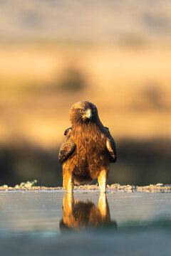 Booted Eagle In The Monegros Desert At Sunset 