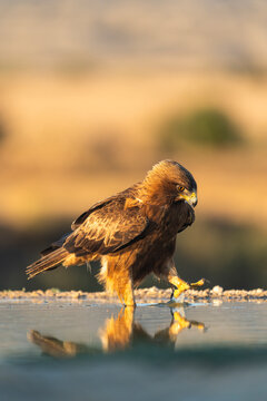 Booted Eagle Walking In A Pool Of Water On A Hot Day  
