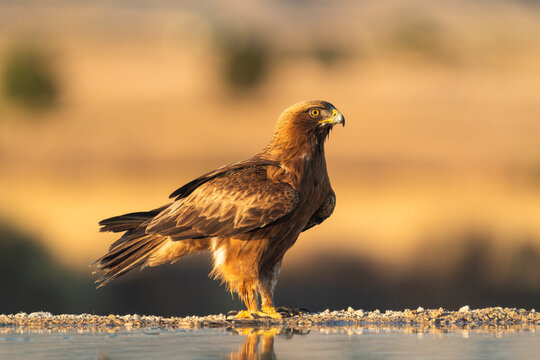 Side View Of A Booted Eagle On A Hot Day 