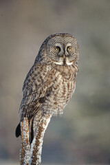 Great Grey Owl perchant on a tree