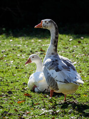 Pareja de gansos tomando el sol en el campo