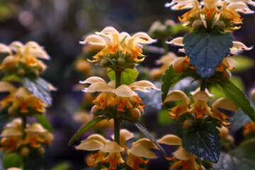 Lamium album (white nettle or white dead-nettle).Photos of medicinal plants and medicinal flowers.