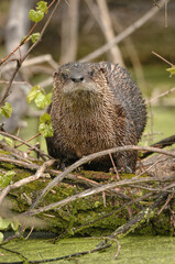 Close-up of an North American river otter