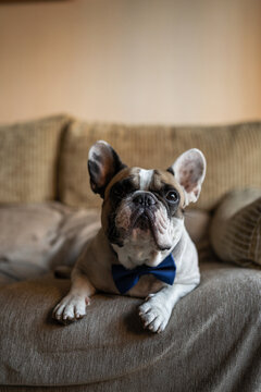portrait of adorable french bulldog dog with bow tie at home