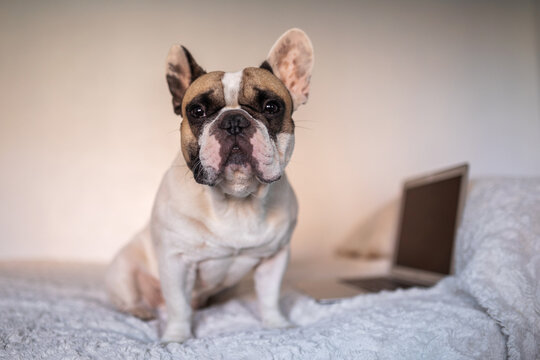 french bulldog dog portrait at home