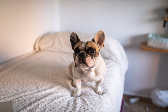french bulldog dog portrait at home