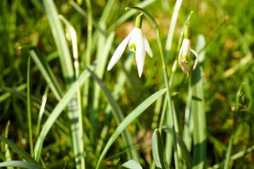 Schneeglöckchen auf Wiese im Garten bei Sonne am Morgen im Frühling