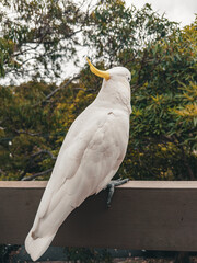 White Cockatoo. Parrot. Australia.