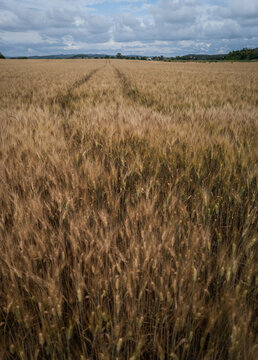 Mature wheat field in summer