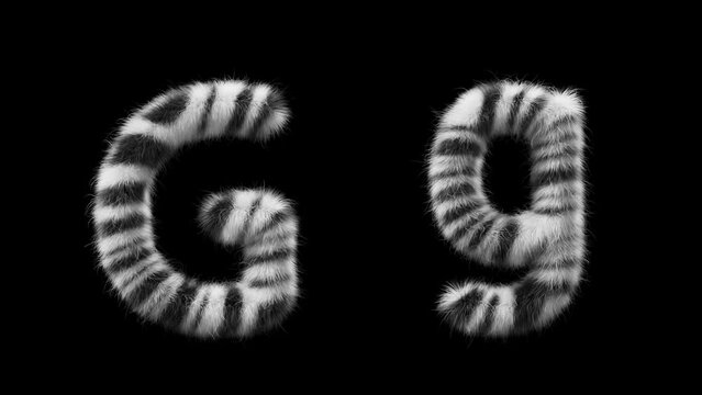 3D animation of a uppercase and lowercase woolen letter G. Wool in the style of the Zebra animal. The file contains an Alpha Channel. ProRes4 RGBA