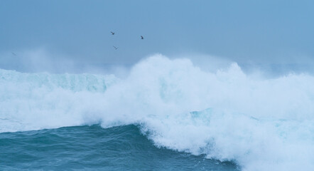 Seagulls under the storm with big waves. Santander Municipality. Cantabrian Sea. Cantabria. Spain. Europe
