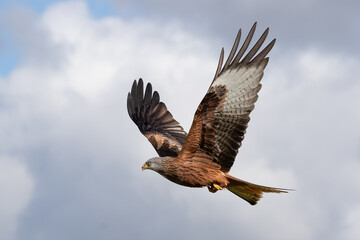Captured in flight with its wings upright is a red kite, Milvus milvus. There is space for text around and the subject has a cloudy sky as the background - 753870259