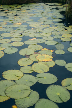 Water Lily