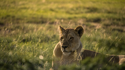 lioness in the grass, Namibia