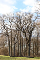 Hainbuchen in Gaibach