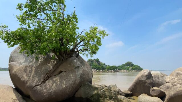 Peepal tree coming out from the big rock, located in Kahalgaon, Bihar, India