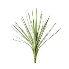 Yucca isolated on transparent background
