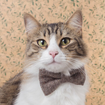 A cat with a bow tie looking at the camera