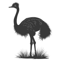 Silhouette ostrich animal black color only full body - obrazy, fototapety, plakaty