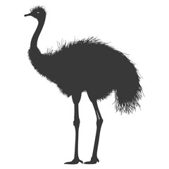 Silhouette ostrich animal black color only full body