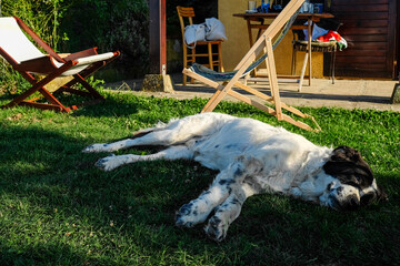 Dog laying on ground in the yard on a sunny day