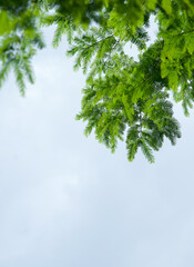 Cedar Leaves Silhouetted Against Blue Sky