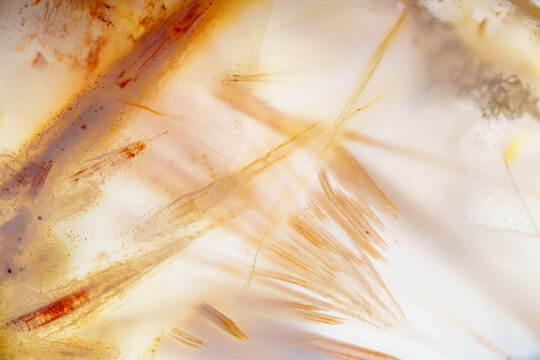 Agatized fossil coral symbiosis of agate and crystal