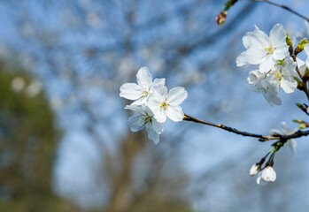 Delicate Cherry Blossoms in Close-up
