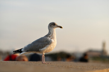 Silbermöwe an der Ostseeküste