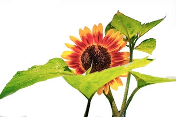 an isolated sunflower on a transparent background