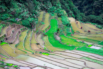 Rice terraces in the Far East. Rice cultivation using traditional methods for 2000 years.