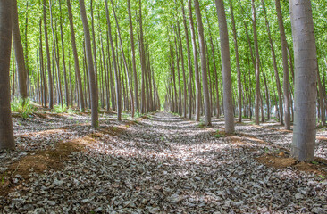 Poplar biomass production