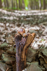 Garden snail crawling over trunk at poplar plantation