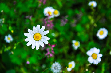 Yellow and white daisies blooming in separate rows in the garden.