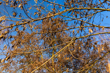an acacia tree with seeds in pods in sunny weather