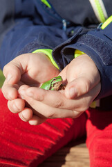 Child hands holding European tree frog