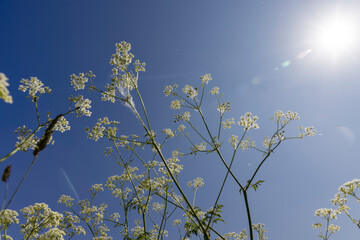 white flowers in summer on a blue sky background