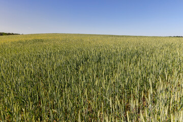 green wheat cereals in the field in summer before ripening