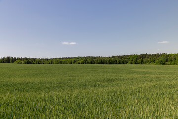 a field with green wheat in sunny weather