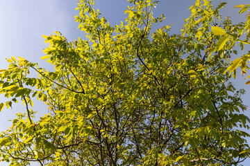yellow-green walnut foliage in a fruit garden