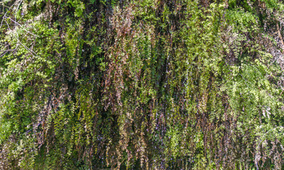 Adiantum capillus-veneris, or Southern maidenhair fern