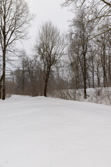 trees in the park without foliage during snowfall in winter