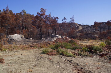 Landscape with burnt trees in the island of Rhodes, Greece, after the wildfires in July 2023